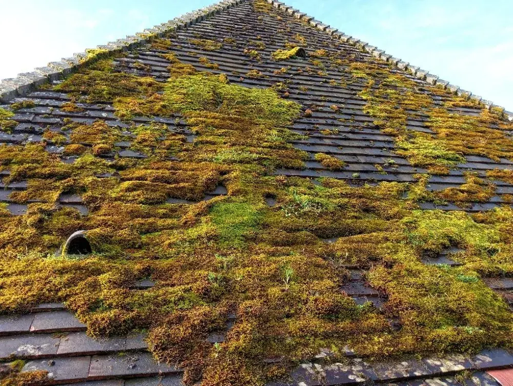 Démoussage de toiture